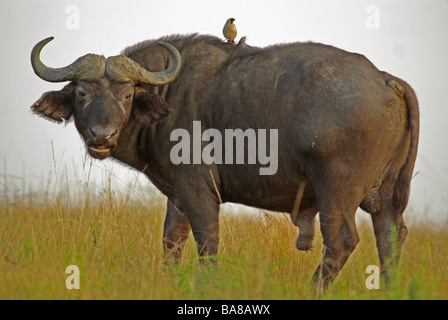 Réorganisation de Starling (Creatophora cinerea) à Buffalo (Syncerus caffer) Banque D'Images