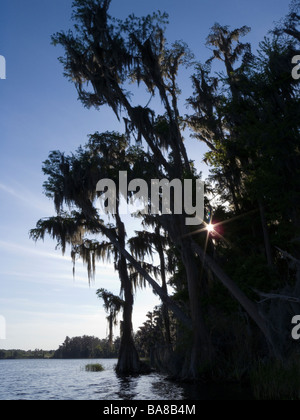 Cyprès chauve revêtu de mousse espagnole le long de la rive Lac Louisa State Park Clermont Floride Banque D'Images