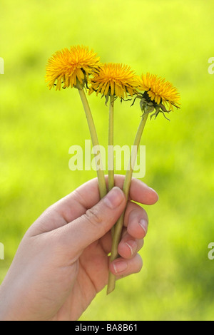 Le pissenlit (Taraxacum officinale) Banque D'Images