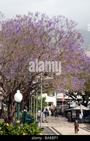 Jacaranda jacaranda mimosifolia (bleu) à Funchal Madeira Banque D'Images