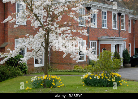 La Pilgrims' School avec cerisier en fleurs et des jonquilles, le fermer, Winchester, Hampshire, Angleterre Banque D'Images