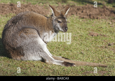 Wallaby de Bennett - lying on meadow / Macropus rufogriseus Banque D'Images