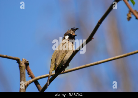 Himalayan Bulbul Pycnonotus leucogenys assis sur une branche en Uttaranchal Inde Banque D'Images