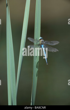 L'Empereur libellule Anax imperator reposant sur des feuilles de roseau. L'été britannique Banque D'Images