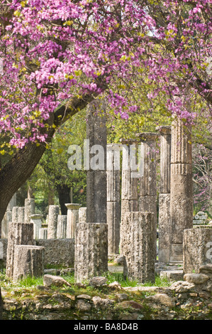 Le printemps avec les arbres en fleurs à judas vers la palestre à Olympie Péloponnèse, Grèce Banque D'Images