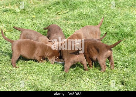 Labrador Retriever dog - chiots - Something Banque D'Images