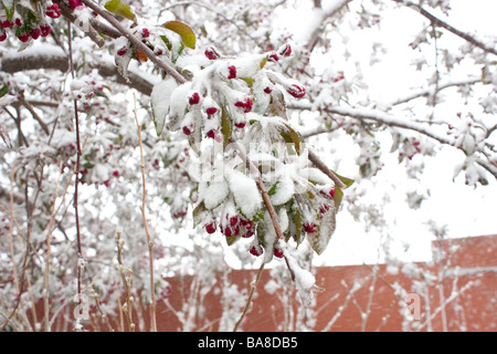 Une photo gros plan de fleurs de pommier couvert de neige Banque D'Images