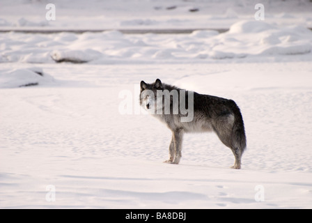 L'Alberta, Canada ; le loup (Canis lupus) dans la neige Banque D'Images