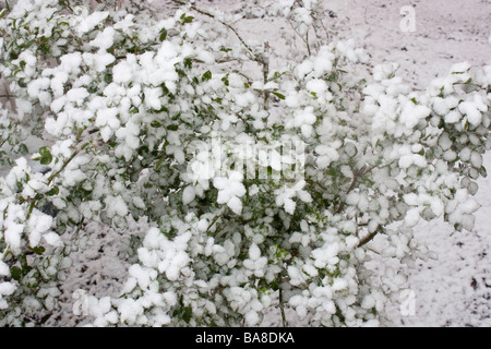 Une tempête de la fin du printemps une lilac bush avec la neige Banque D'Images