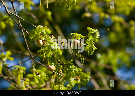 La pomme sur l'arbre de chêne Norfolk Banque D'Images