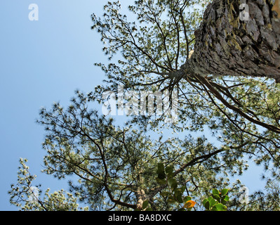 Le sud de longue feuille arbre arbres de pin à la verticale pour ciel bleu et le haut de l'arbre au bord de l'écorce et le tronc, Pinus palustris Banque D'Images