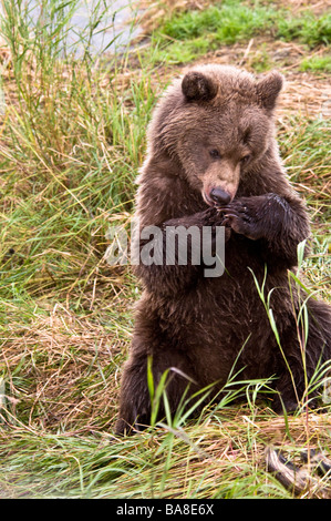 Grizzly Bear cub assis avec les pieds ensemble comme si dans la prière, l'Ursus arctos horriblis, Brooks River, Katmai, Alaska, USA Banque D'Images