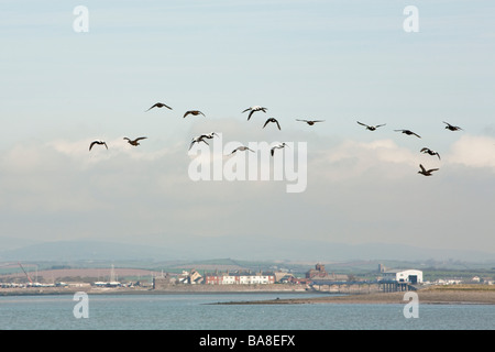 Troupeau de canards en vol Walney Island Barrow in Furness Cumbria Uk Banque D'Images