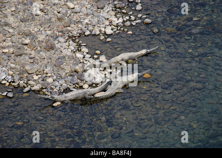 Gavialis gangeticus gavials trois bains de soleil sur la rive de la rivière Ramganga dans parc national de Corbett Uttaranchal Inde Banque D'Images