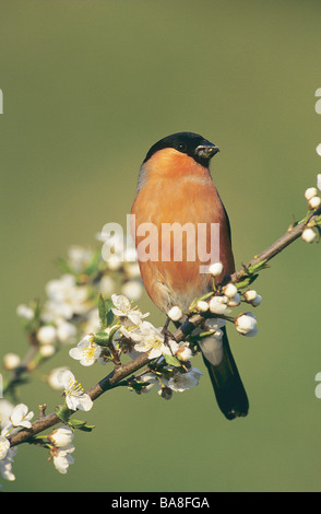 Canard colvert - sitting on twig / Pyrrhula pyrrhula Banque D'Images