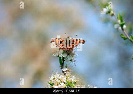 Comma butterfly (Polygonia c-album) se nourrissant de tree blossom Banque D'Images