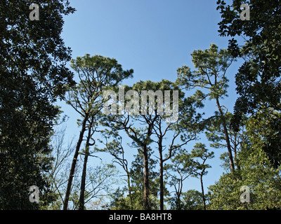 Le sud du grand pin pins entourée par des arbres contre un ciel bleu vue vers le haut Banque D'Images