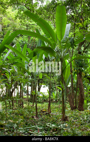 Banana tree grove Banque D'Images