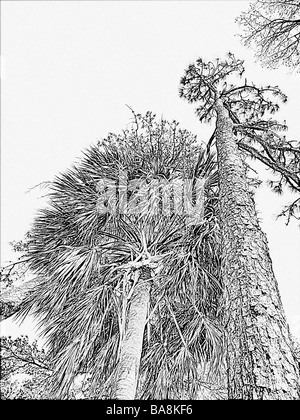 Effet dessin vue vers le ciel en noir et blanc de longue feuille et pine tree palm tree penchée écorce détaillée et des membres et des frondes Banque D'Images