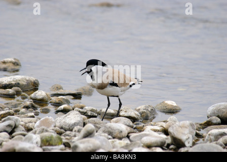 River sociable Vanellus duvaucelii appelant dans son habitat d'alimentation typique Banque D'Images