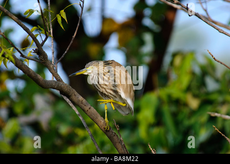 Heron Ardeola grayii Indian Pond changer sa position dans un arbre en Uttaranchal Inde Banque D'Images