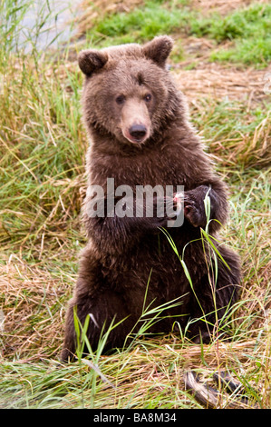 Grizzly Bear cub s'asseoir, manger avec les pieds ensemble, Ursus arctos horriblis, Brooks River, Katmai National Park, Alaska, USA Banque D'Images
