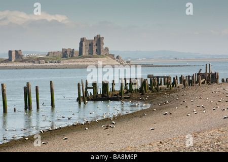 Eider sur la plage de Walney Island avec Peil Château en arrière-plan Barrow in Furness Cumbria Uk Banque D'Images