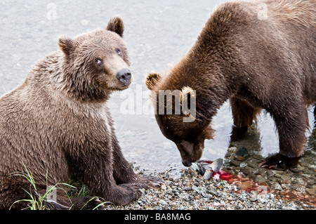 Les oursons Grizzlis manger du saumon, Ursus arctos horriblis, Brooks River, Katmai National Park, Alaska, USA Banque D'Images