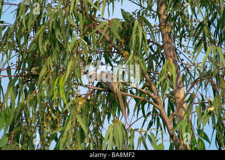 Calao gris Ocyceros birostris indiennes se cacher dans un arbre feuillage en Uttaranchal Inde Banque D'Images