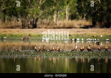 Sifflement canards à plumes Anbangbang Billabong. Nourlangie, le Kakadu National Park, Territoire du Nord, Australie Banque D'Images