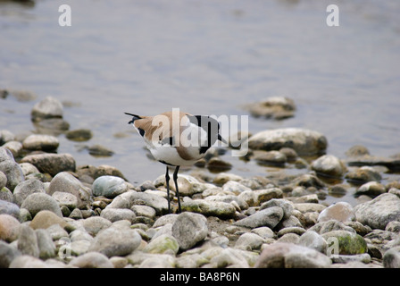 River sociable Vanellus duvaucelii dans son habitat d'alimentation typique Banque D'Images