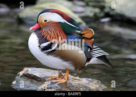 Canard Mandarin Aix galericulata mâle debout sur un rocher à Martin simple WWT, Lancashire UK Banque D'Images