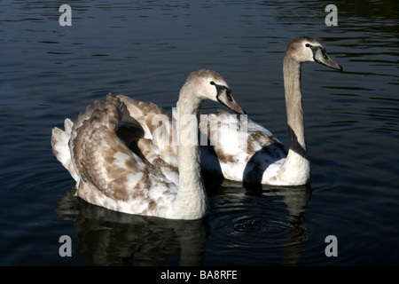 Deux Cygne tuberculé Cygnus olor Cygnets au soleil Banque D'Images