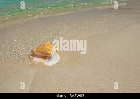 Conque on beach Banque D'Images