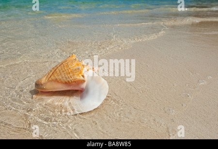 Conque on beach Banque D'Images