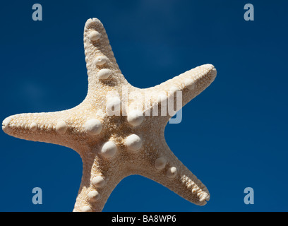 Starfish against blue sky Banque D'Images
