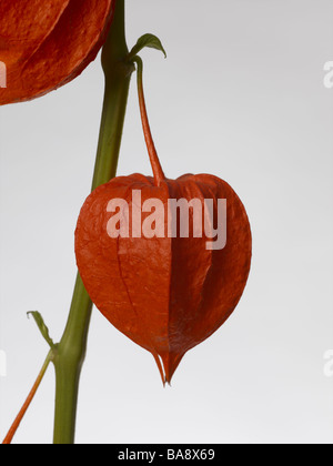 Fleur lanterne chinoise Physalis alkekengi Banque D'Images