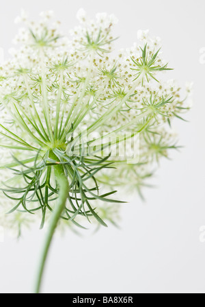 Close up of flower Banque D'Images