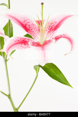 Close up of flower Banque D'Images