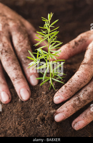 Woman planting plants Banque D'Images