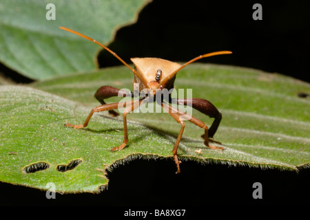 Leaf footed bug Plectropoda cruciata Coréidés dans rainforest Cameroun Banque D'Images