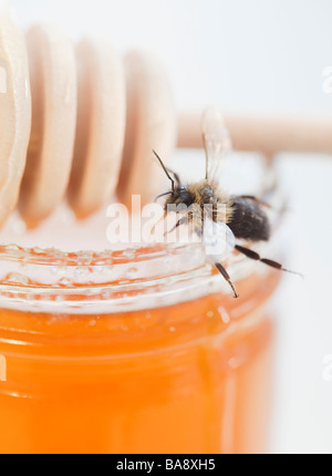 Close up of bee sur le miel pot Banque D'Images