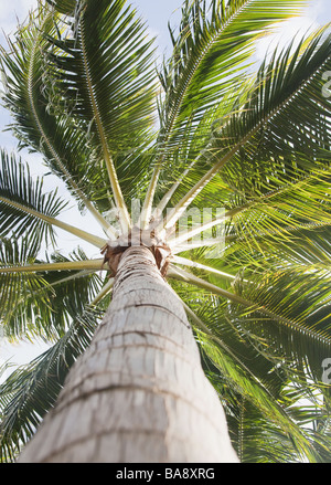 Low angle view of palm tree Banque D'Images