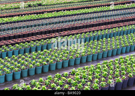 Rangées de plantes de pépinières Banque D'Images