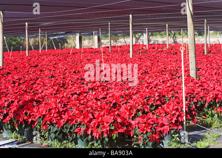 Fleurs en croissance des émissions Banque D'Images