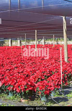 Fleurs en croissance des émissions Banque D'Images