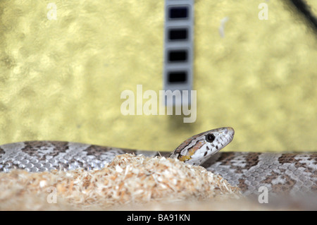 Pantherophis guttatus également appelé Elaphe guttata serpent - Nom commun : corn snake ou red rat serpent. Cette forme est appelée ghost Banque D'Images