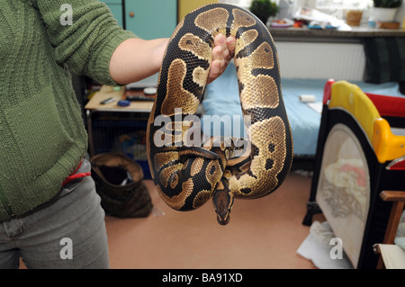 La femme serpent python royal a également appelé ball python. Nom latin : Python regius Banque D'Images