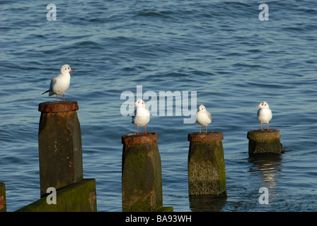 Quatre mouettes noir en plumage d'hiver Larus ridibundus Banque D'Images