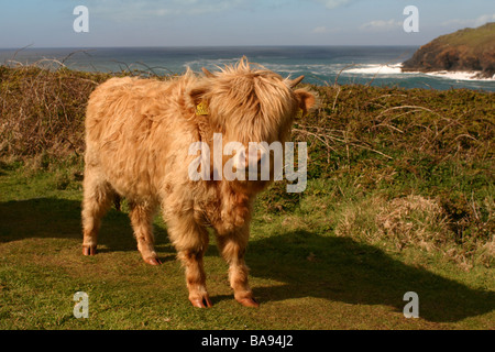 Race rare Highland cattle grazing at Cape Cornwall UK Banque D'Images